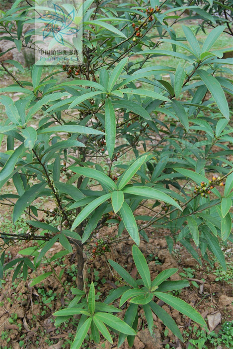  p>峨眉黄肉楠(学名:actinodaphneomeiensis(liou)allen),是 a href="