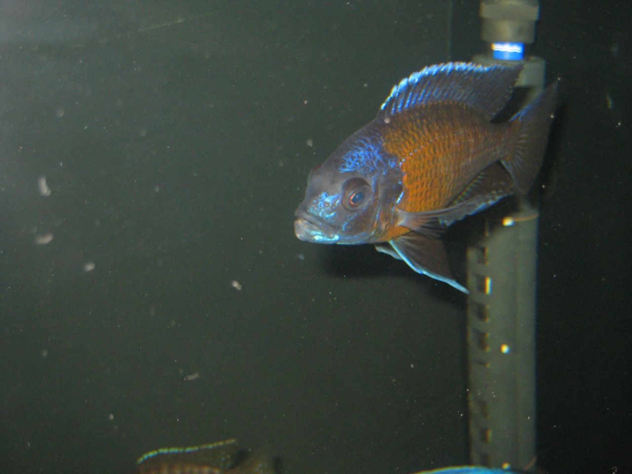  p>帝王艳红是慈鲷科孔雀鲷属动物. /p>