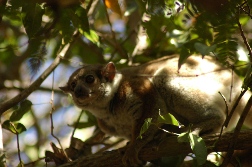  p>埃氏鼬狐猴是一种狐猴,属 a>灵长目 /a>, a href="#" data-lemmaid