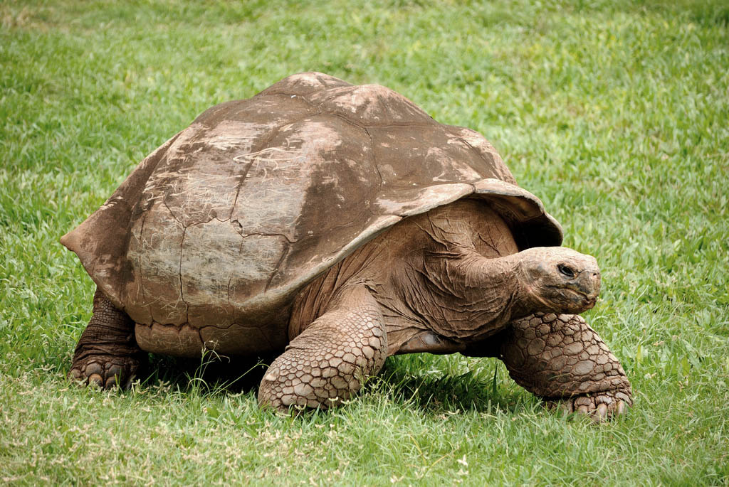 galapagos giant tortoise