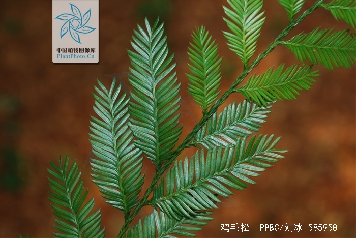 又称爪哇罗汉松,岭南罗汉松,爪哇松,异叶罗汉松,鸡毛松属常绿乔木.