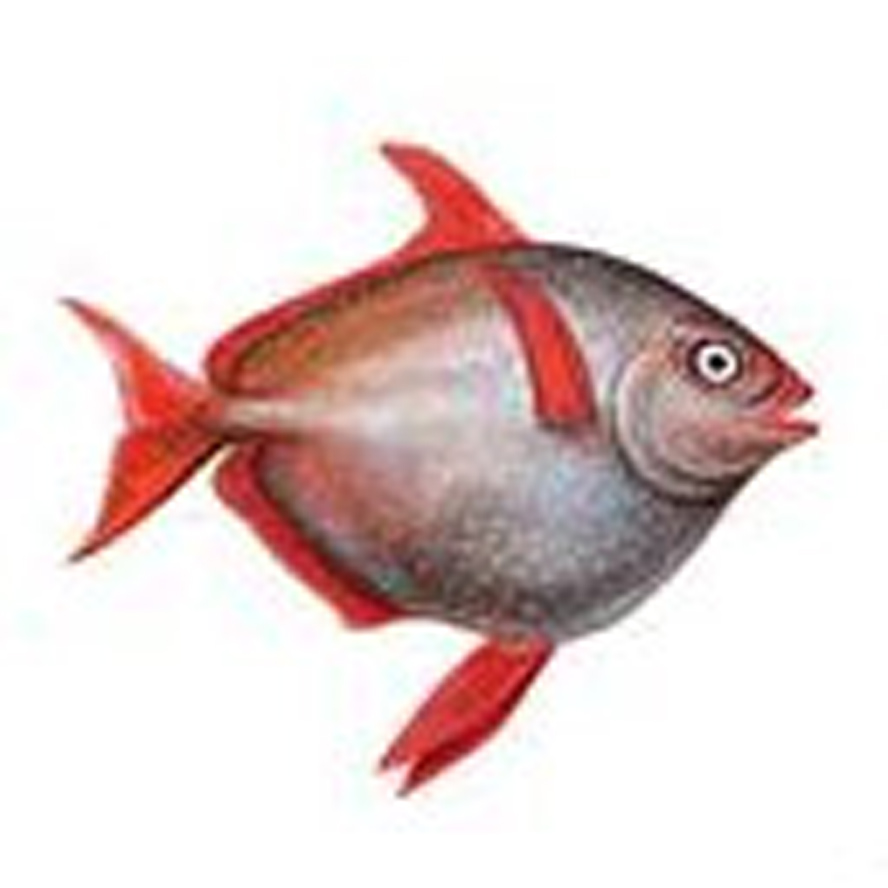  p>月鱼目(lampriformes,英文名:lampriform fishes)是 a href="#"