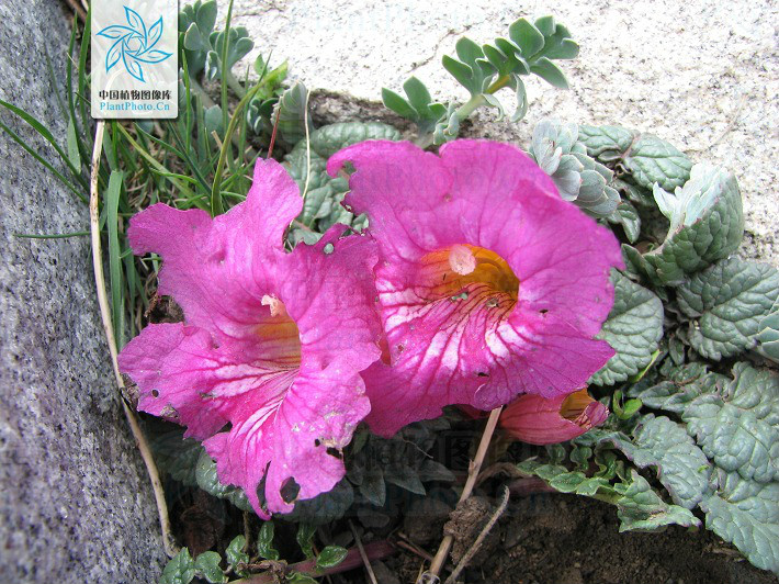  p>藏波罗花为紫葳科矮小宿根草本植物.