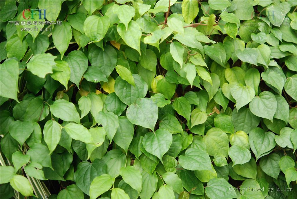  p>满天香(学名:murraya tetramera huang)是胡椒科胡椒属植物,巴岩香