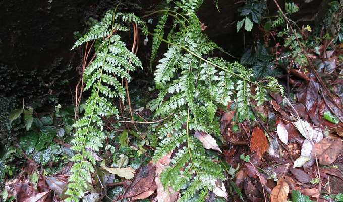 monachosorum flagellare (maxim.) hay.