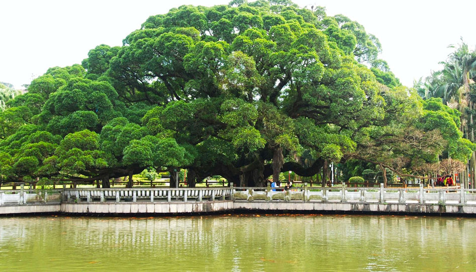  p data-id="gnwiqjls4v">福州大榕树,又称中国榕树王,位于福建省福州