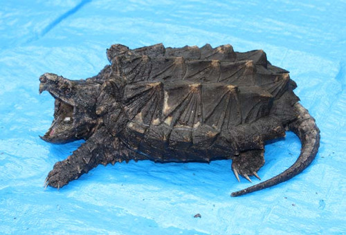  p>鳄龟是世界最大的淡水龟之一,也是北美洲最大的淡水龟,主要栖息在