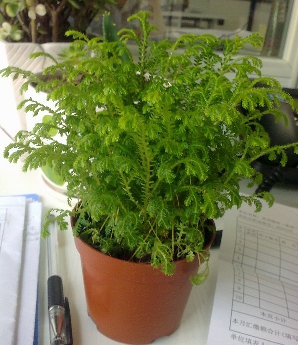  p>假鬃尾草( a href="#" data-lemmaid="8074290">学名 /a>:leonurus