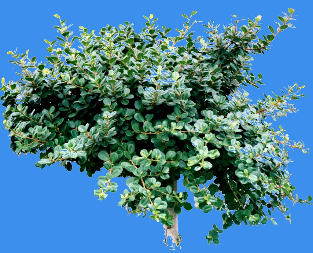  p>厚叶榕省固有植物,产在花莲,恒春半岛及兰屿的沿岸皮光滑,全株带