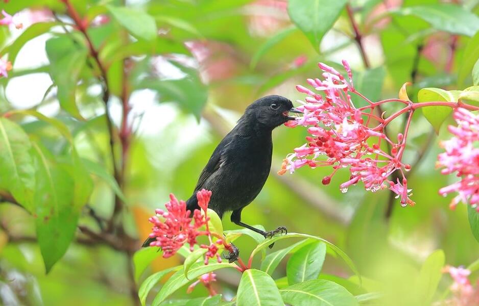 p>委内瑞拉刺花鸟是一种雀形目,鹀科类生物,小型鸣禽,具有光泽的黑色