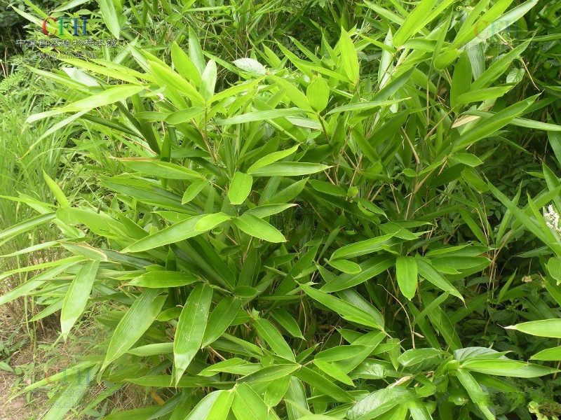 indocalamus tessellatus (munro) keng f.