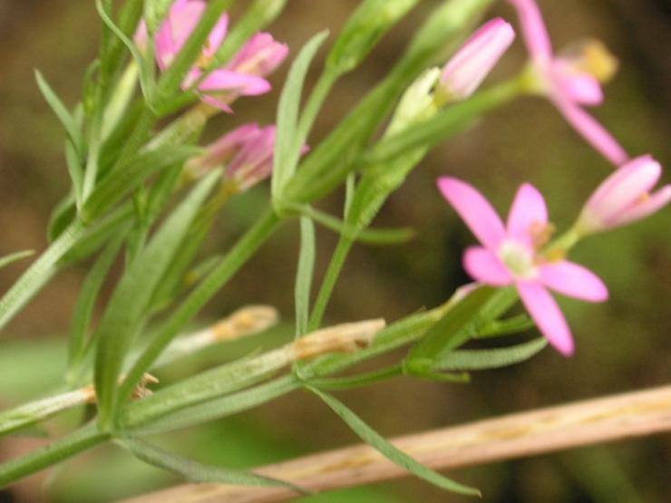 centaurium japonicum (maxim.) druce