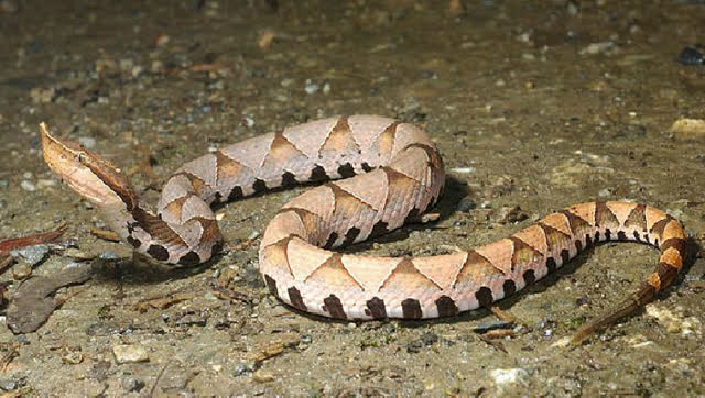  p>蝰蛇尖吻蝮,中文俗名:白花蛇,百步蛇,五步蛇 犁头蛇  a target="