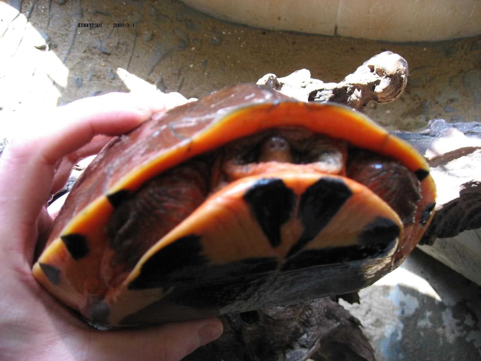  p>三线闭壳龟(学名: i>cuora trifasciata /i>)是龟科,闭壳龟属动物.