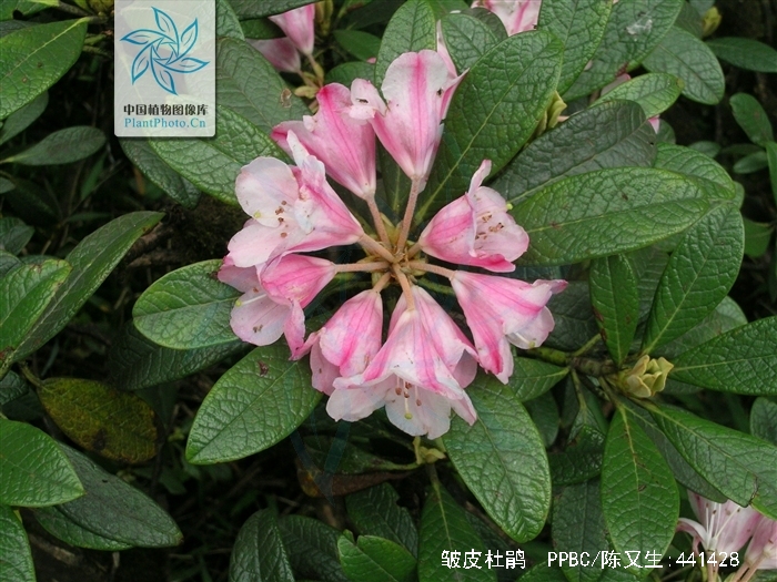 p>皱皮杜鹃(学名: i>rhododendron wiltonii /i> hemsl. et wils.