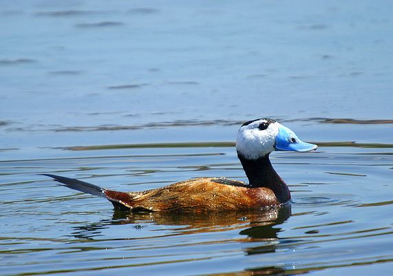  p>白头硬尾鸭(学名: i>oxyura leucocephala /i>)属于鸭科,是非常