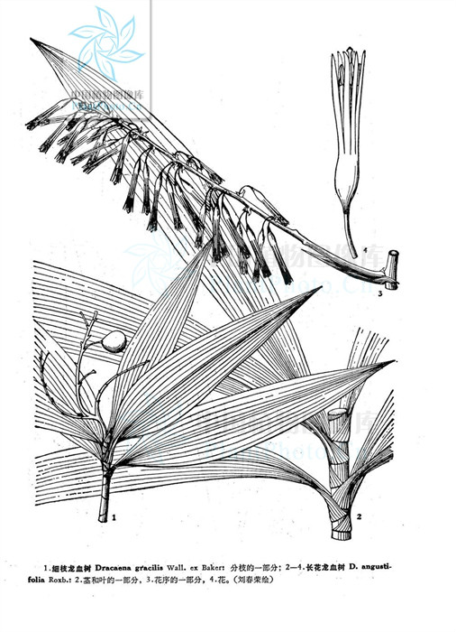  p>长花龙血树是 a data-lemmaid="6947816">龙血树属 /a>植物.