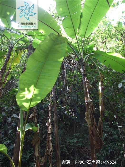  p>野蕉(学名: i>musa balbisiana  /i>colla)是芭蕉科,芭蕉属 多年生