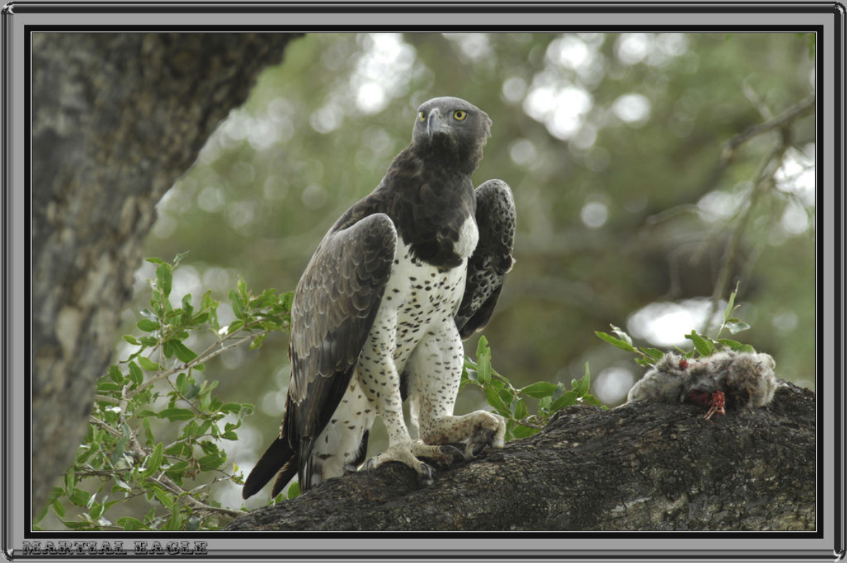 polemaetus bellicosus