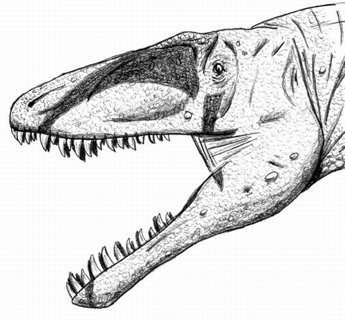 杂肋龙(poekilopleuron)