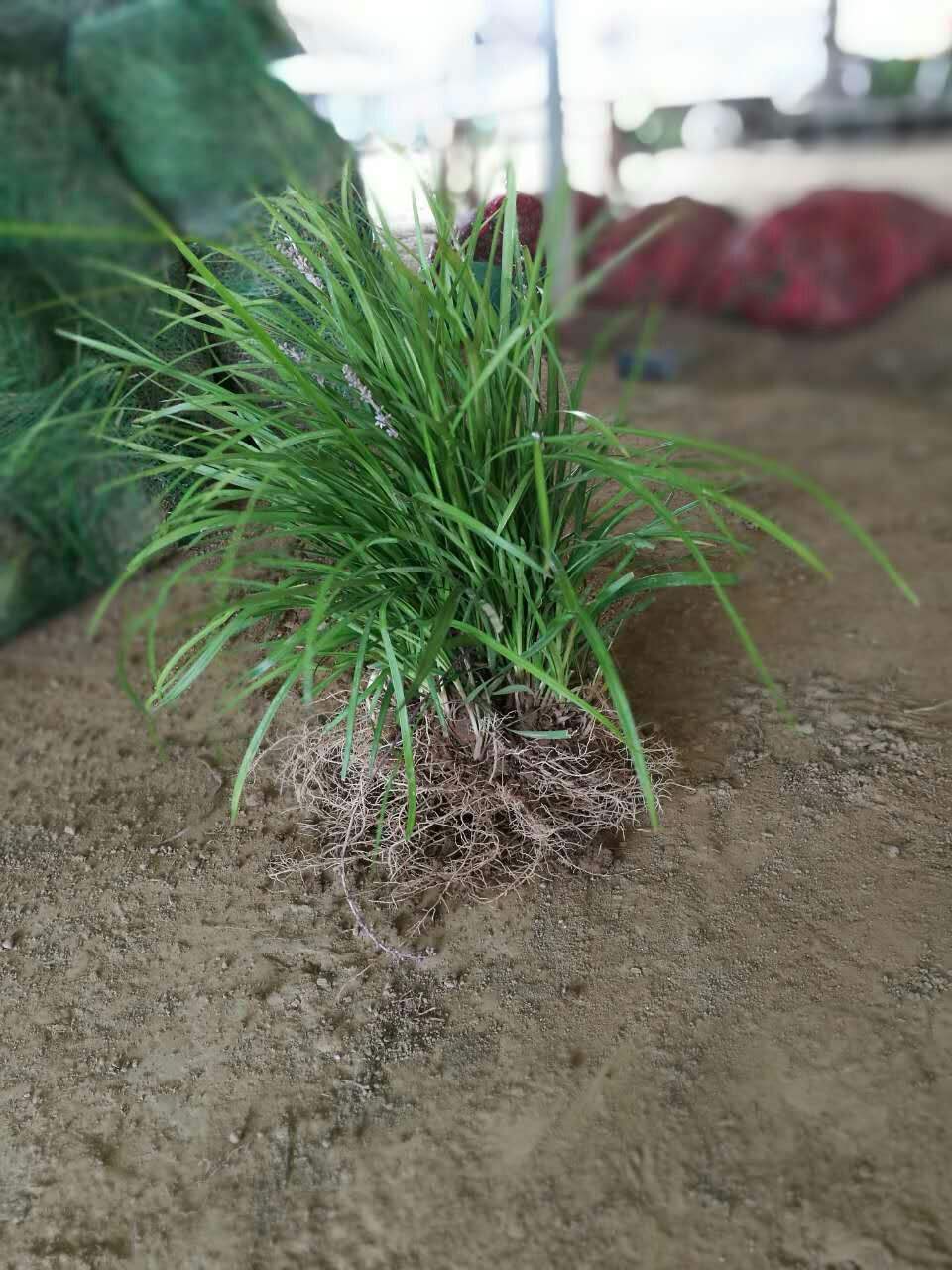 水麦冬属, a href="#" data-lemmaid="5370984">水麦冬科 /a>,约1种 