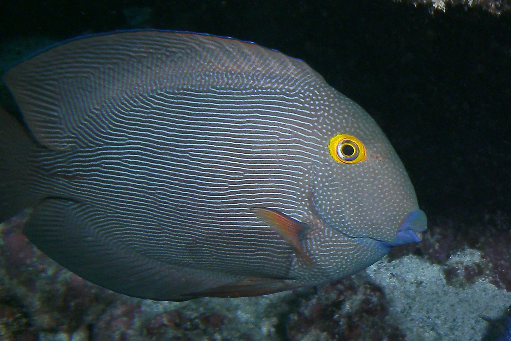  p>刺尾鱼科(学名:acanthuridae)是鲈形目所属一科鱼类总称,其科名  