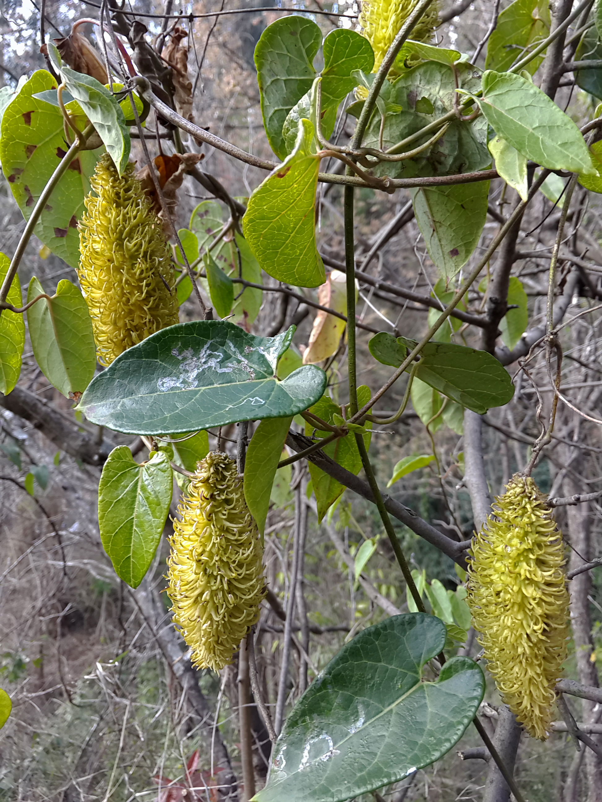  p> b>刺瓜 /b>(学名: i>cynanchum corymbosum /i>)是萝藦科 a href=