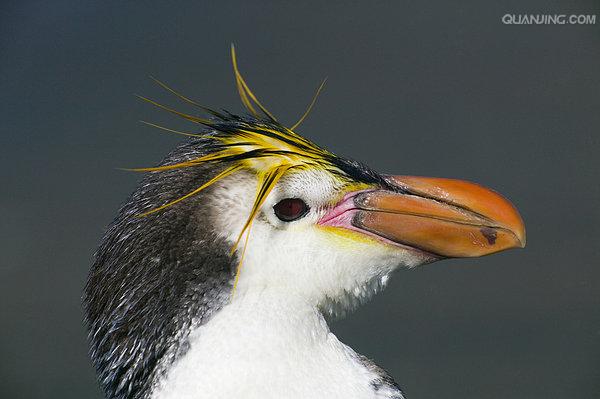  p>皇家企鹅(学名: i>eudyptes schlegeli /i>)是企鹅科,冠企鹅属动物