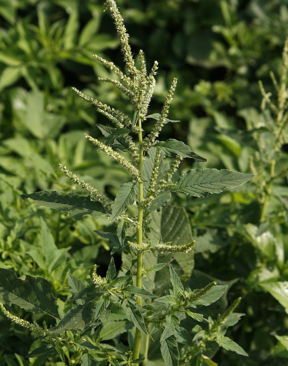 data-lemmaid="541696">草本 /a>植物,高可达100厘米;茎直立,多种