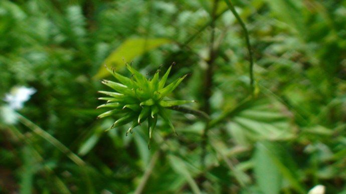  p>虎掌草(学名: i>anemone rivularis /i> buch.-ham. ex dc.