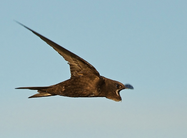  p>普通楼燕(学名: i>apus apus /i>):是一种体长21厘米的 a href="#"