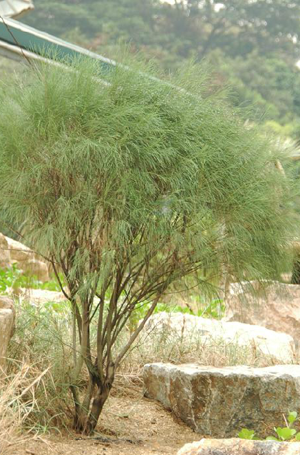  p>细枝木麻黄(学名: i>casuarina cunninghamiana  /i>miq.