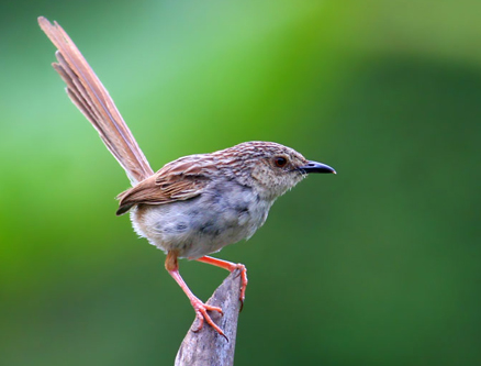 prinia superciliaris