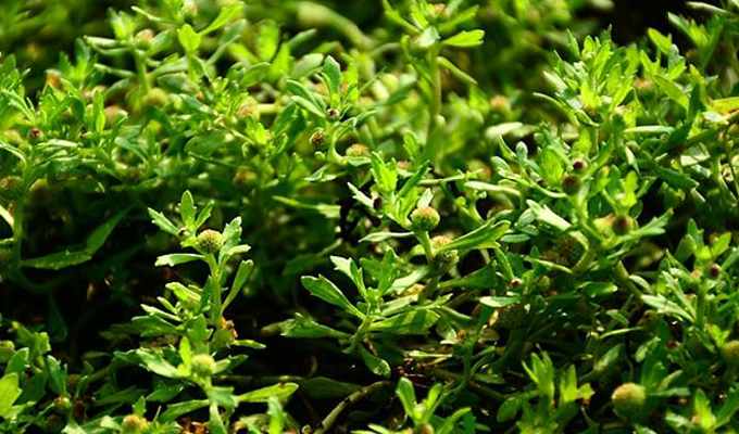  p>一年生匍匐状小 a target="_blank" href="/item/草本/541696"