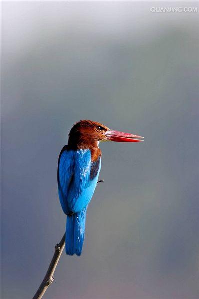 smyrnensis /i>),是 a href="#" data-lemmaid="2501706">翠鸟科 /a>