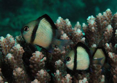  p>网纹宅泥鱼,又称网纹圆雀鲷,俗名为厚壳仔,二间雀,为辐鳍鱼纲鲈形