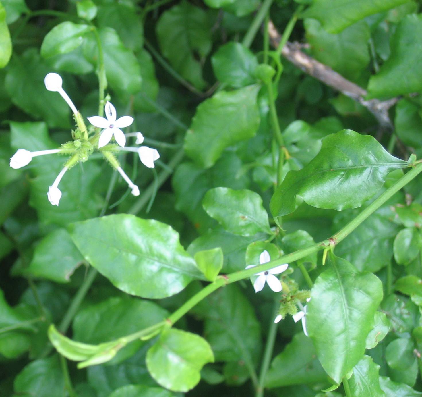  p>白花丹属(学名:plumbago linn.