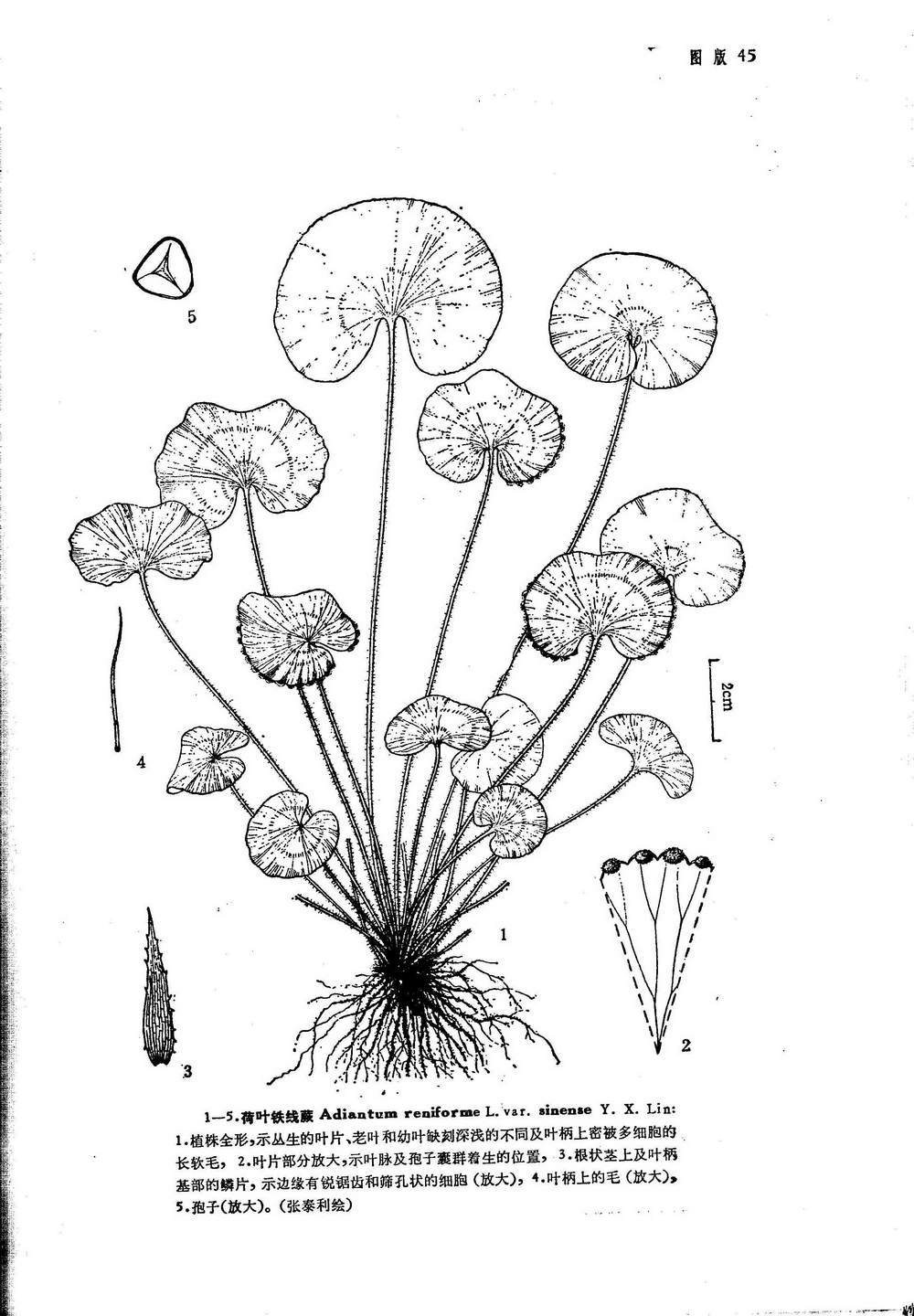  p>荷叶铁线蕨(学名: i>adiantum reniforme /i> l. var.