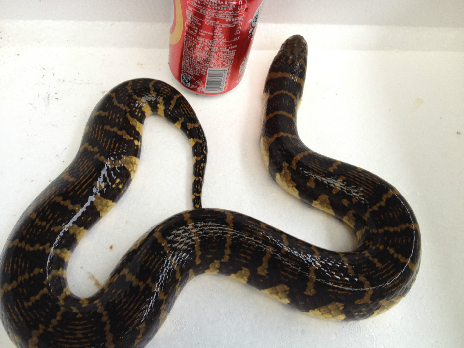  p>腹斑水蛇又名海豹蛇,是一种水栖蛇类,以食鱼类为主.