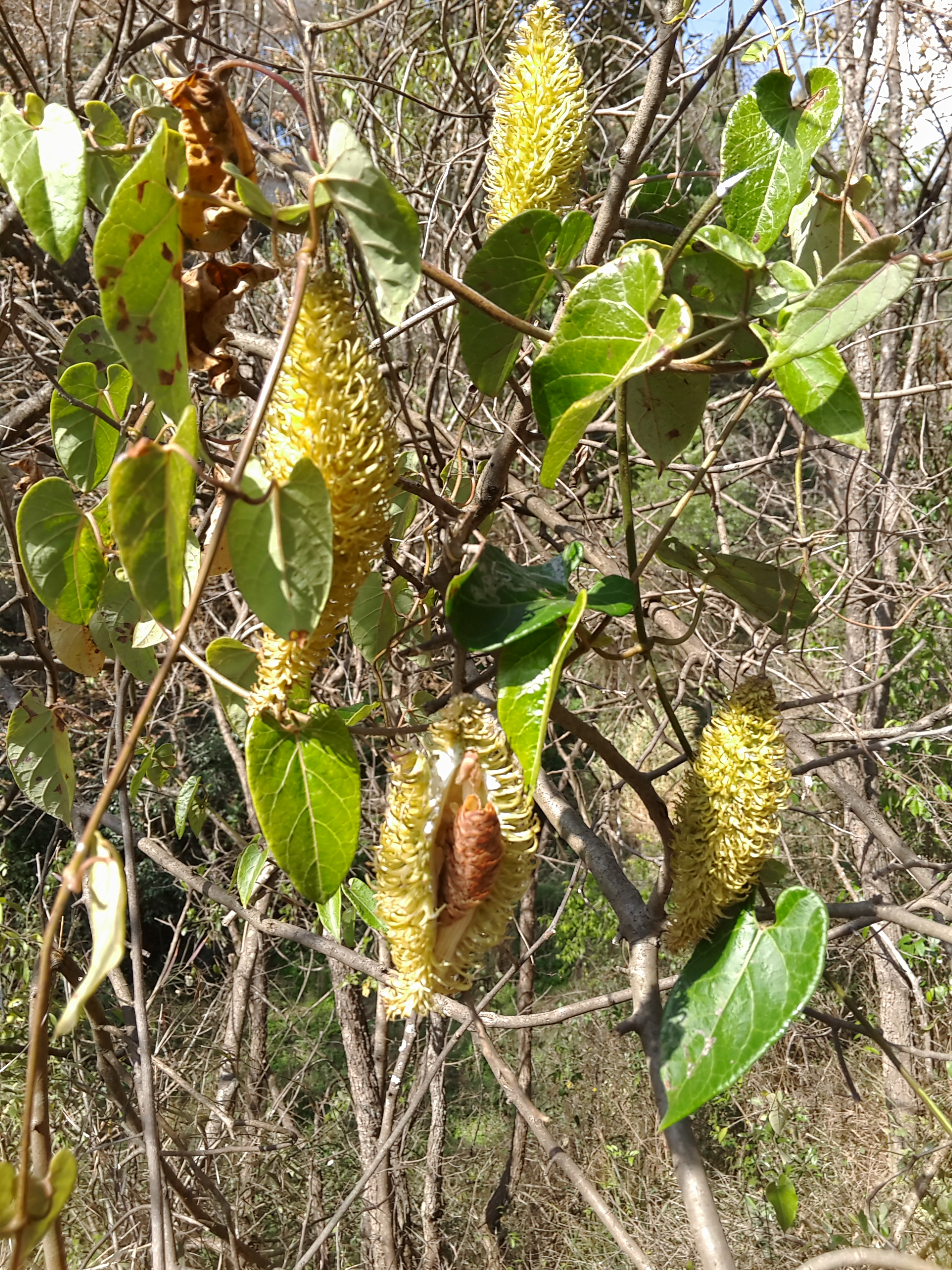  p> b>刺瓜 /b>(学名: i>cynanchum corymbosum /i>)是萝藦科 a href=