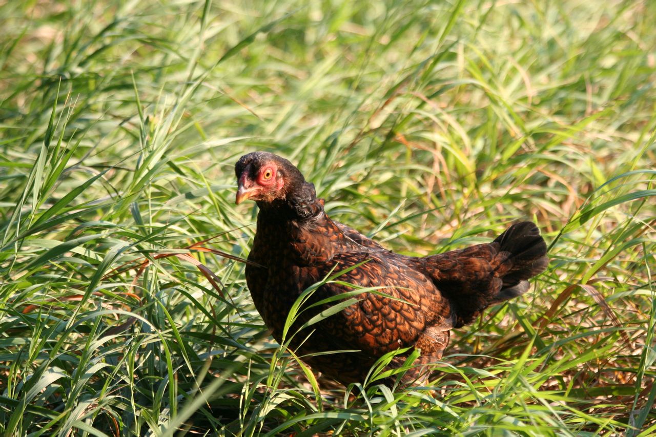  p>科尼什鸡,著名肉鸡品种,原产英国康瓦尔,是一种杂食家养鸟. /p>