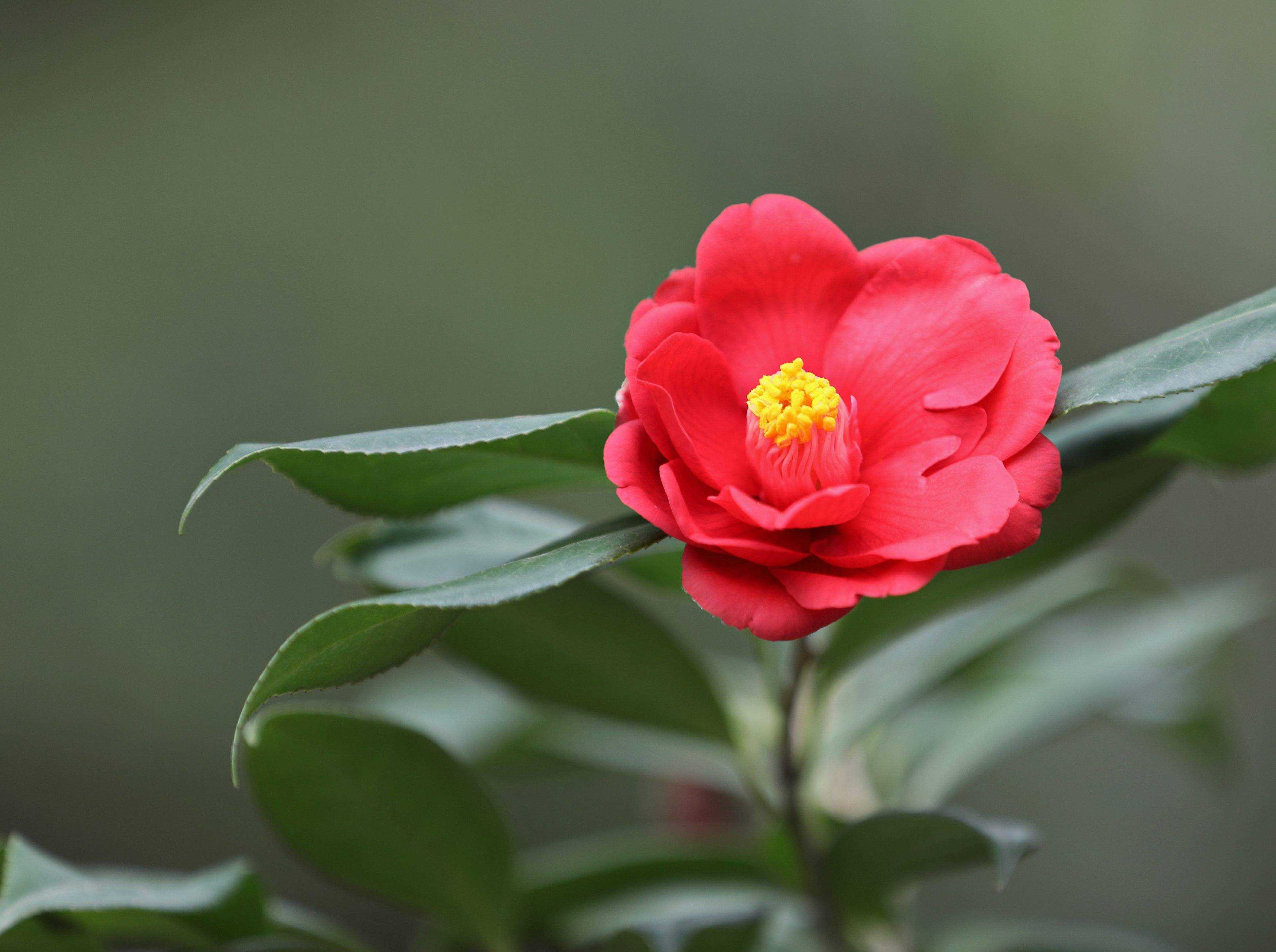 camellia reticulata lindl