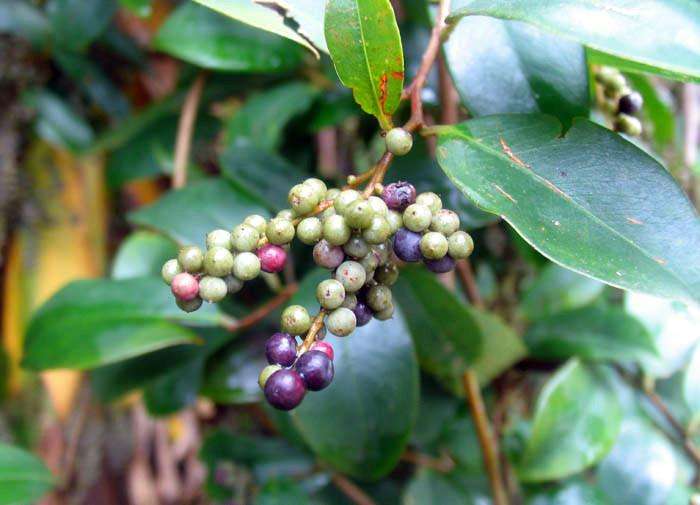  p>小花酸藤子,是一种酸藤子属, a target="_blank" href="/item