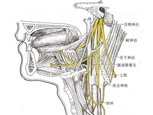 舌咽神经