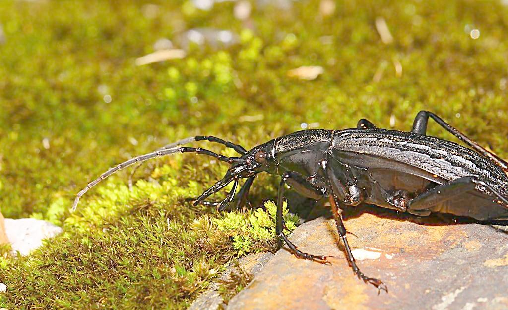  p>鞘翅目(学名:coleoptera)是昆虫纲中乃至动物界种类最多,分布最广