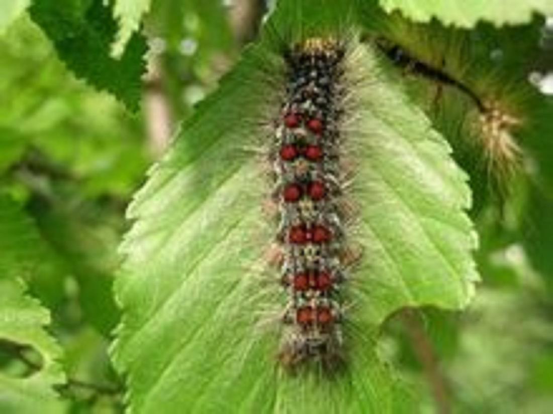  p>侧柏毒蛾( i>parocneria furva /i>&nbsp;leech,1888)属鳞翅目