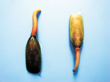  p>舌形贝(lingula),俗名 a href="#" data-lemmaid="4481576">海豆芽