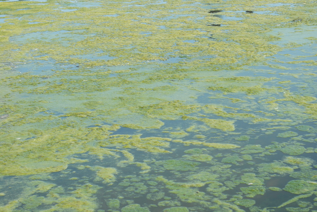  p data-id="go6a2jjcrk">藻类是原生生物界一类 a target="_blank"