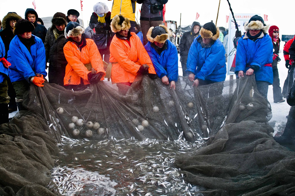 cultrichthys  erythropterus