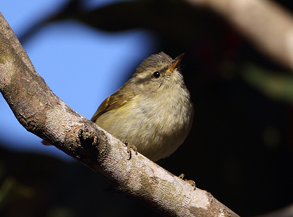 orange-barred willow warbler